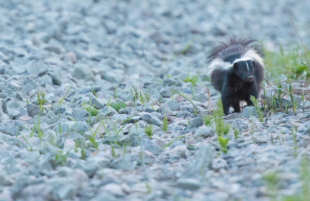 close up de skunk pequeno
 - Foto, Imagem