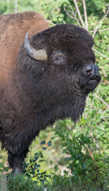 bisonte en la naturaleza - Foto, imagen