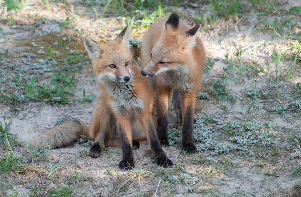 červená liška v divočině - Fotografie, Obrázek