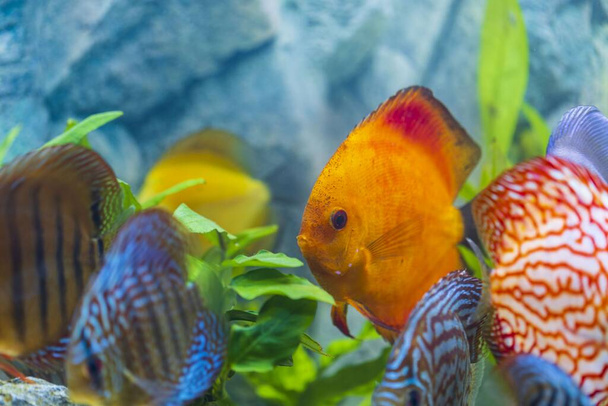 Close up view of gorgeous colorful aquarium fishes discus. Beautiful nature background. - Photo, Image