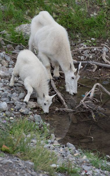 Mountain Goats - mother and baby  in  wild, national park, jasper, canada - Photo, Image