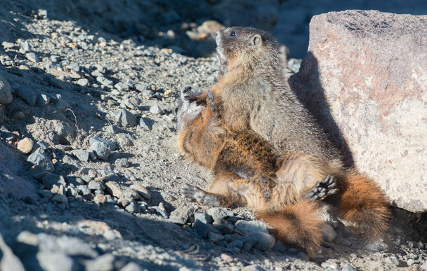 closeup του marmot στην άγρια φύση  - Φωτογραφία, εικόνα