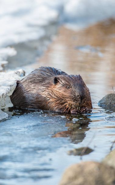 Beaver in the wild - Photo, Image