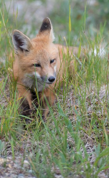 renard roux dans la nature - Photo, image