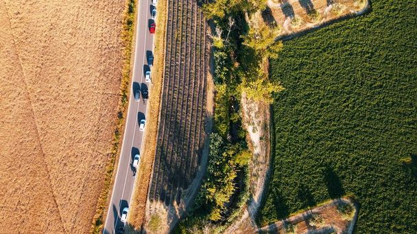 Vista aérea aérea de los campos de lavanda en el campo, temporada de verano, mirador de drones. - Foto, Imagen