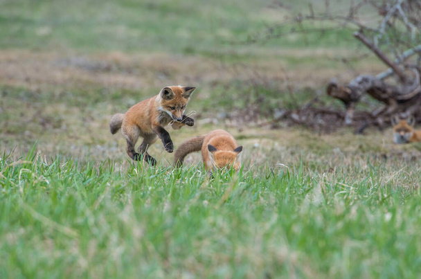 Κόκκινη αλεπού στον Καναδά - Φωτογραφία, εικόνα