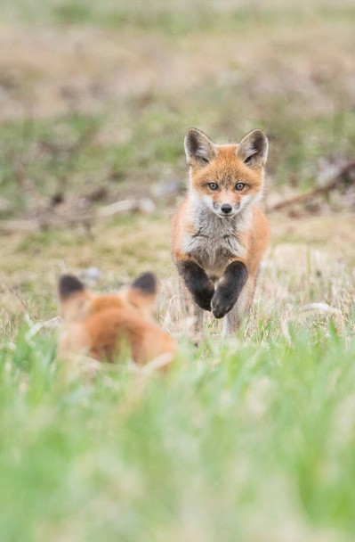Κόκκινη αλεπού οικογένεια στην άγρια φύση - Φωτογραφία, εικόνα