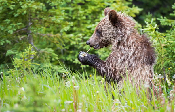 Grizzly oso anhelando en la naturaleza
 - Foto, Imagen