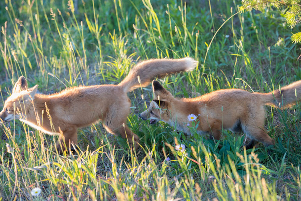 Красный лис в дикой природе - Фото, изображение
