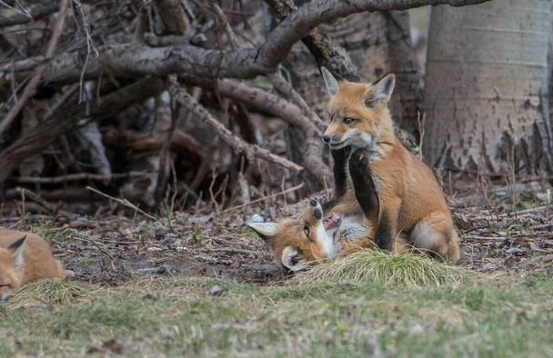 Κόκκινη αλεπού στον Καναδά - Φωτογραφία, εικόνα
