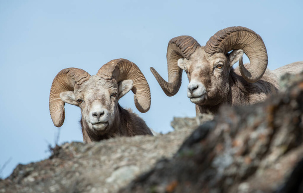 Bighorn rams in the wild - Photo, Image
