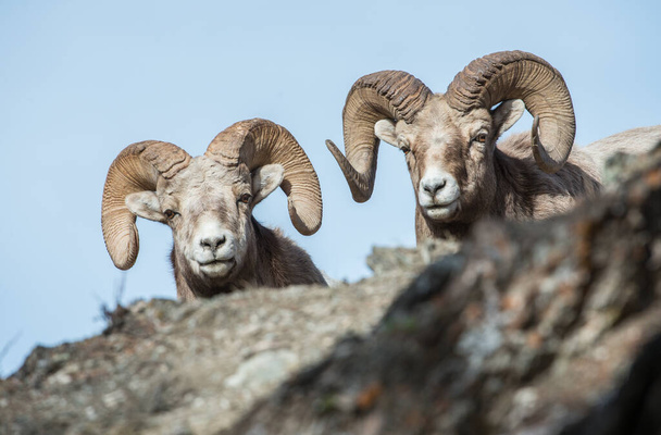 Bighorn rams in the wild - Photo, Image