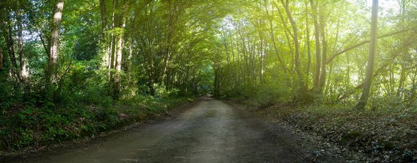 Brudna droga leśna prowadząca między drzewami - Zdjęcie, obraz