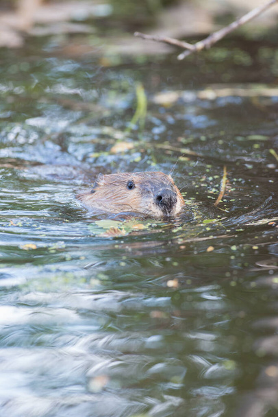 Beaver in the wild - Foto, imagen