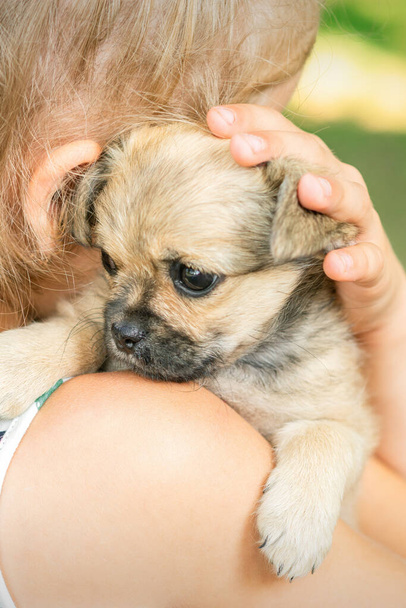 Primer plano de pequeño cachorro triste de pura raza sentado en el hombro de la joven al aire libre
 - Foto, Imagen
