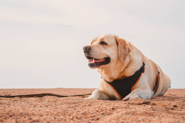 ラブラドール暑さの中で取得砂の上にあります。海の犬の残りの部分 - 写真・画像