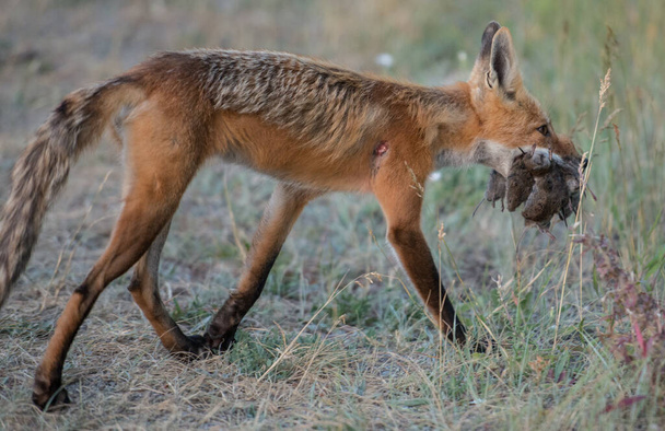 červená liška v divočině - Fotografie, Obrázek