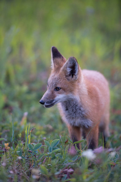 renard roux dans la nature - Photo, image