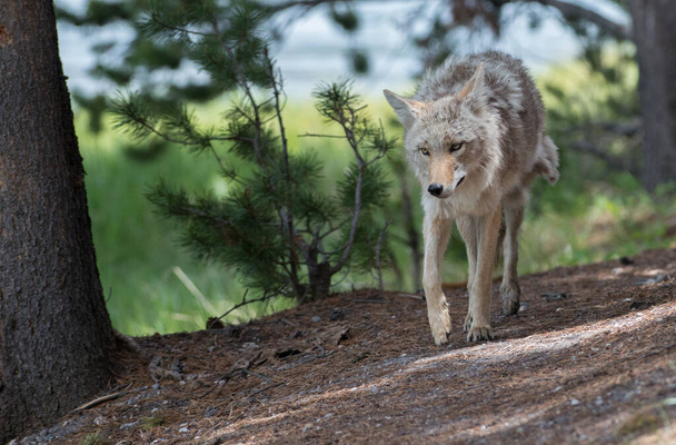 Coyote in the wild - 写真・画像
