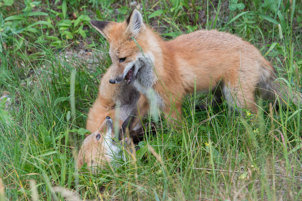 schattige rode vossen op gras in park - Foto, afbeelding