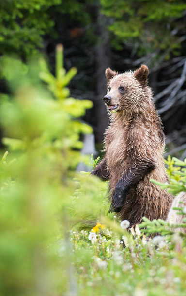 Grizzly medvěd ročící v divočině - Fotografie, Obrázek