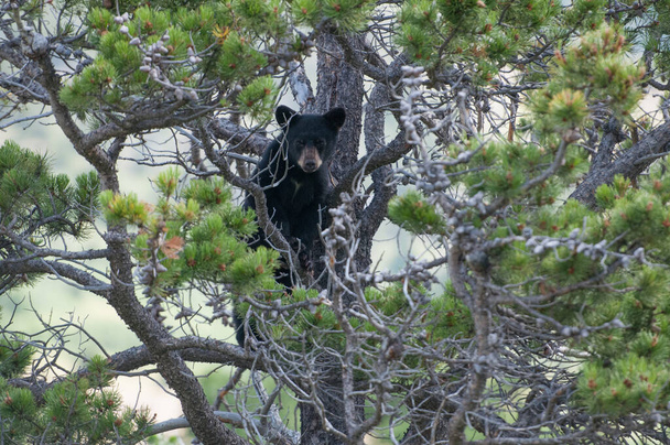 чорний ведмідь у дикій природі
 - Фото, зображення