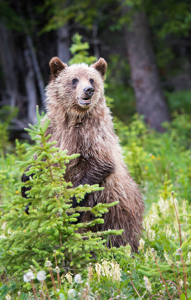 Grizzly beer jaarling in het wild - Foto, afbeelding