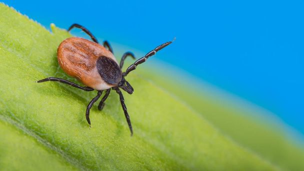 Deer tick lurking in green grass on azure sky background. Ixodes ricinus or scapularis. Danger in nature. Parasitic insect crawling on a natural leaf detail. Carrier of bacterial and viral infections. - Photo, Image