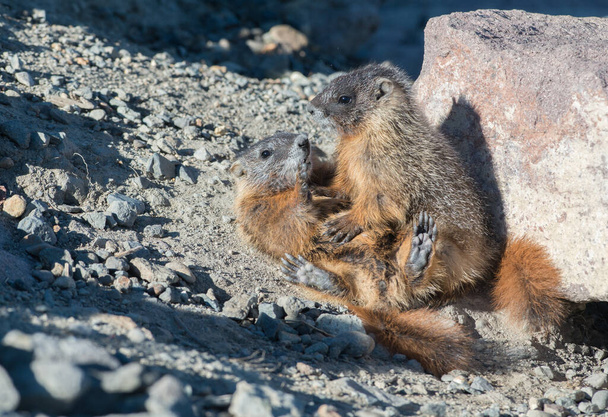 closeup των marmots στην άγρια φύση  - Φωτογραφία, εικόνα