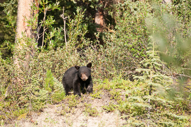 Zwarte berenwelp in het wild - Foto, afbeelding