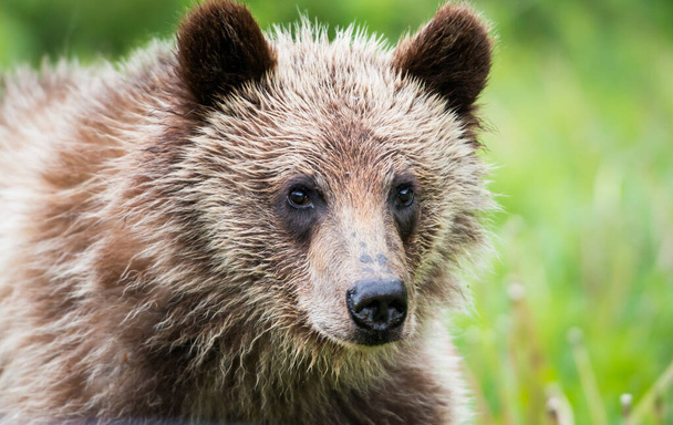 Grizzly bear yearling in the wild - Photo, Image