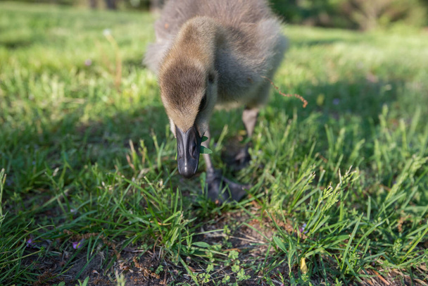 Goslings in the wild - Fotografie, Obrázek