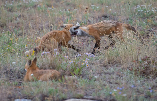 vörös róka a vadonban - Fotó, kép