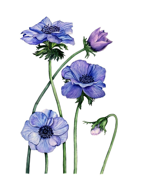 Watercolor illustration of three blue and violet anemones on white  isolated background - Photo, Image