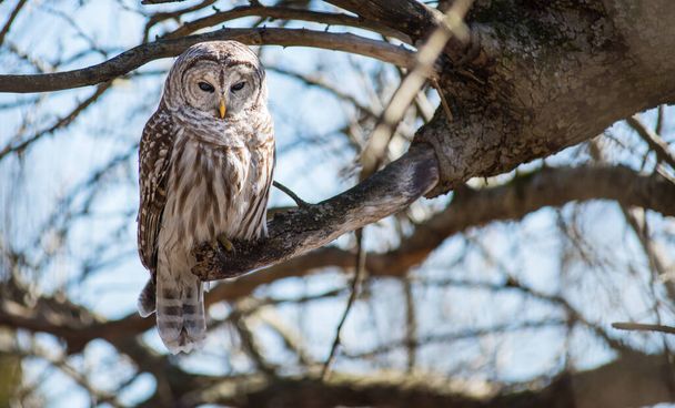Barred Owl in wild nature - Photo, Image