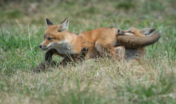 Trousses de renard roux dans la nature sauvage canadienne - Photo, image
