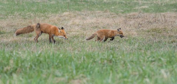 Красные лисы в дикой природе
 - Фото, изображение