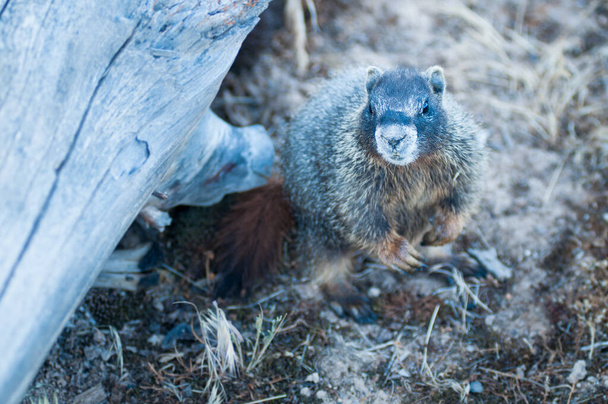 closeup του marmot στην άγρια φύση  - Φωτογραφία, εικόνα
