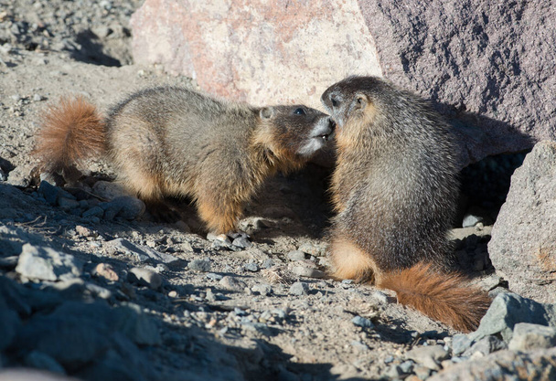 closeup των marmots στην άγρια φύση  - Φωτογραφία, εικόνα