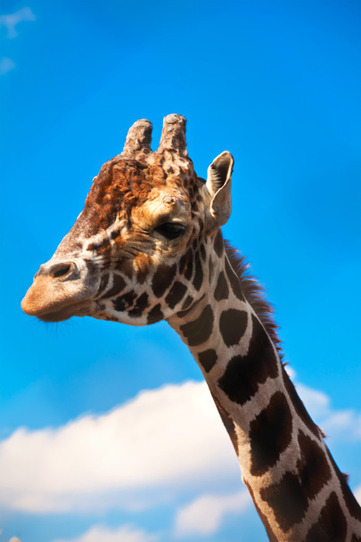 Giraffe - Zdjęcie, obraz