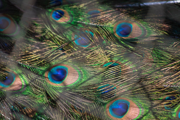 Peacock with beautiful plumage in the zoo. - Foto, afbeelding