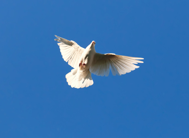 White pigeon - Zdjęcie, obraz