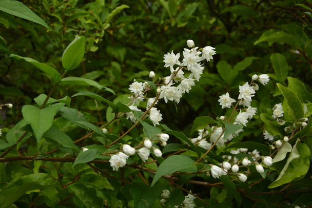 Deutzia crenata kukat (Japanilainen lumi kukka, hoikka deutzia). Fuzzy Deutzia, Deutzia scabra kaksinkertainen kukkii kukassa
 - Valokuva, kuva