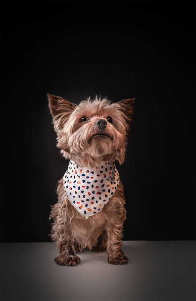 Симпатичный экземпляр йоркширской собаки-терьера, украшенной шейным платком
 - Фото, изображение