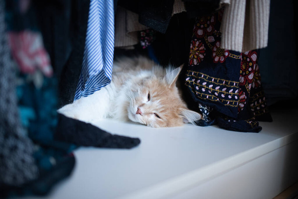 クローゼットの中で寝てる猫 - 写真・画像