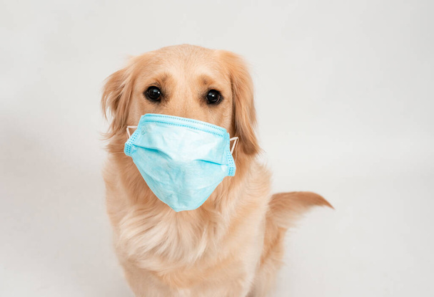 Beyaz köpek koruyucu bir maske takıyor çünkü virüsle kendilerini izole ediyorlar. - Fotoğraf, Görsel