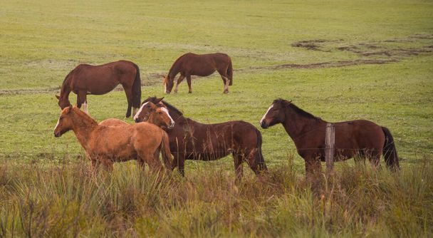 Creole horses. Winter morning and frost in southern Brazil. Horses grazing. Pampa biome region. Rural landscape. Animals for pens and work. - Foto, Imagen