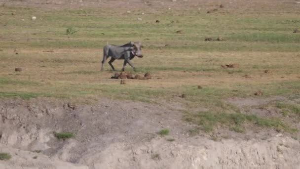 Warthog running on the savanna of Naye-Naye Concession Area in Namibia - Footage, Video