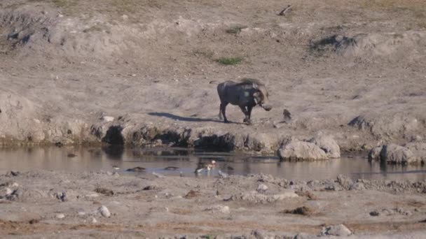 Warthog bebiendo de un pozo de agua en el área de concesión de Naye-Naye, Namibia
 - Metraje, vídeo