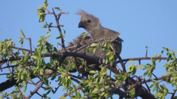 Grey go-away-bird en un árbol en el área de concesión de Naye-Naye en Namibia - Metraje, vídeo